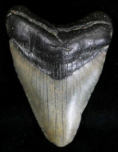 Juvenile Megalodon Tooth - South Carolina #18425